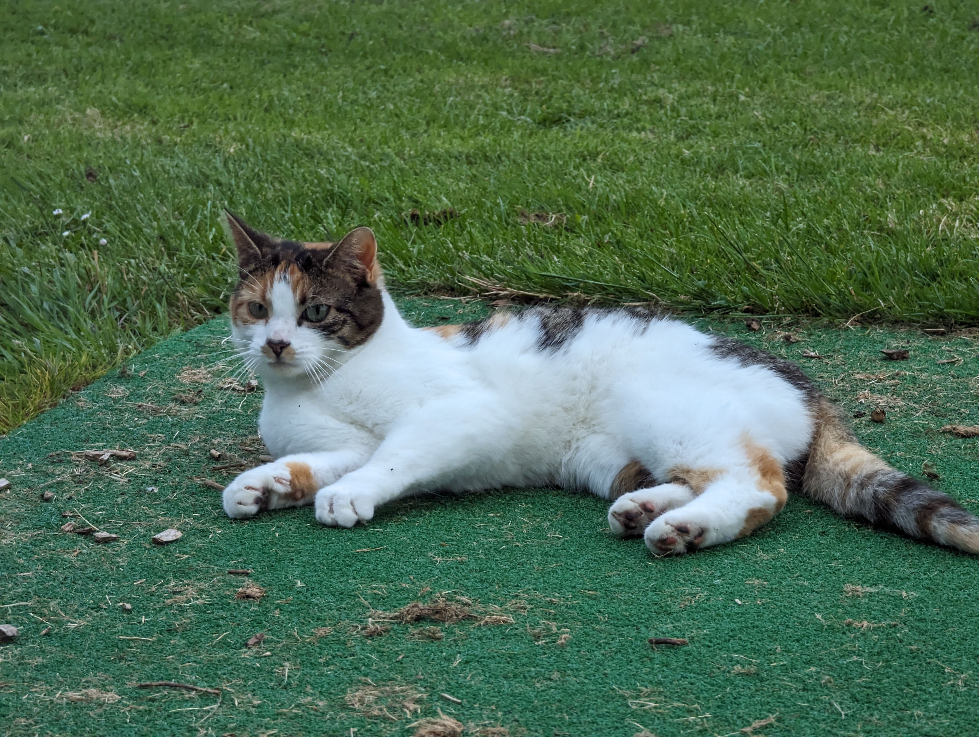 cat