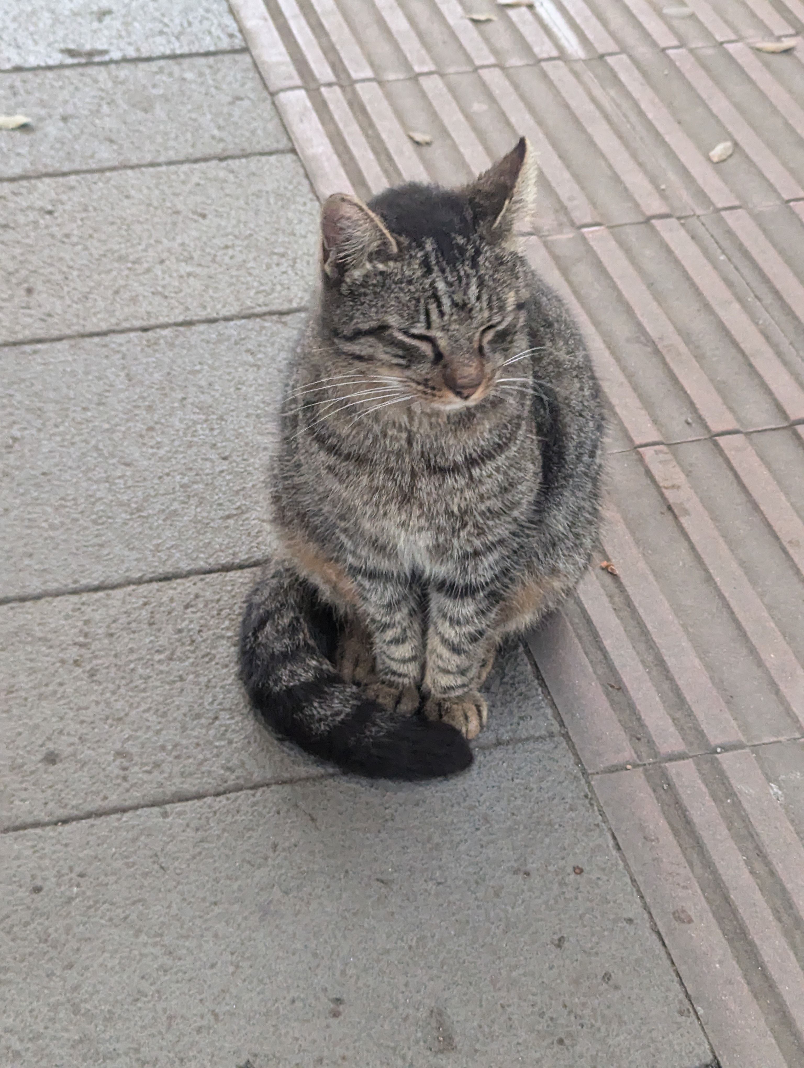 cat
