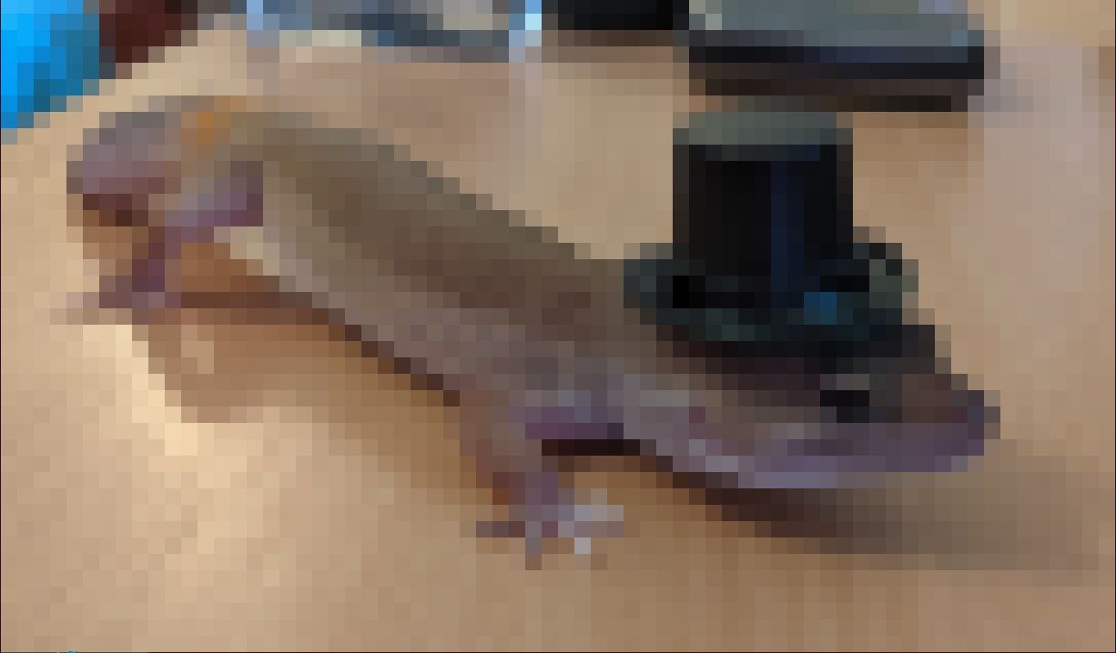 my gecko in a tophat