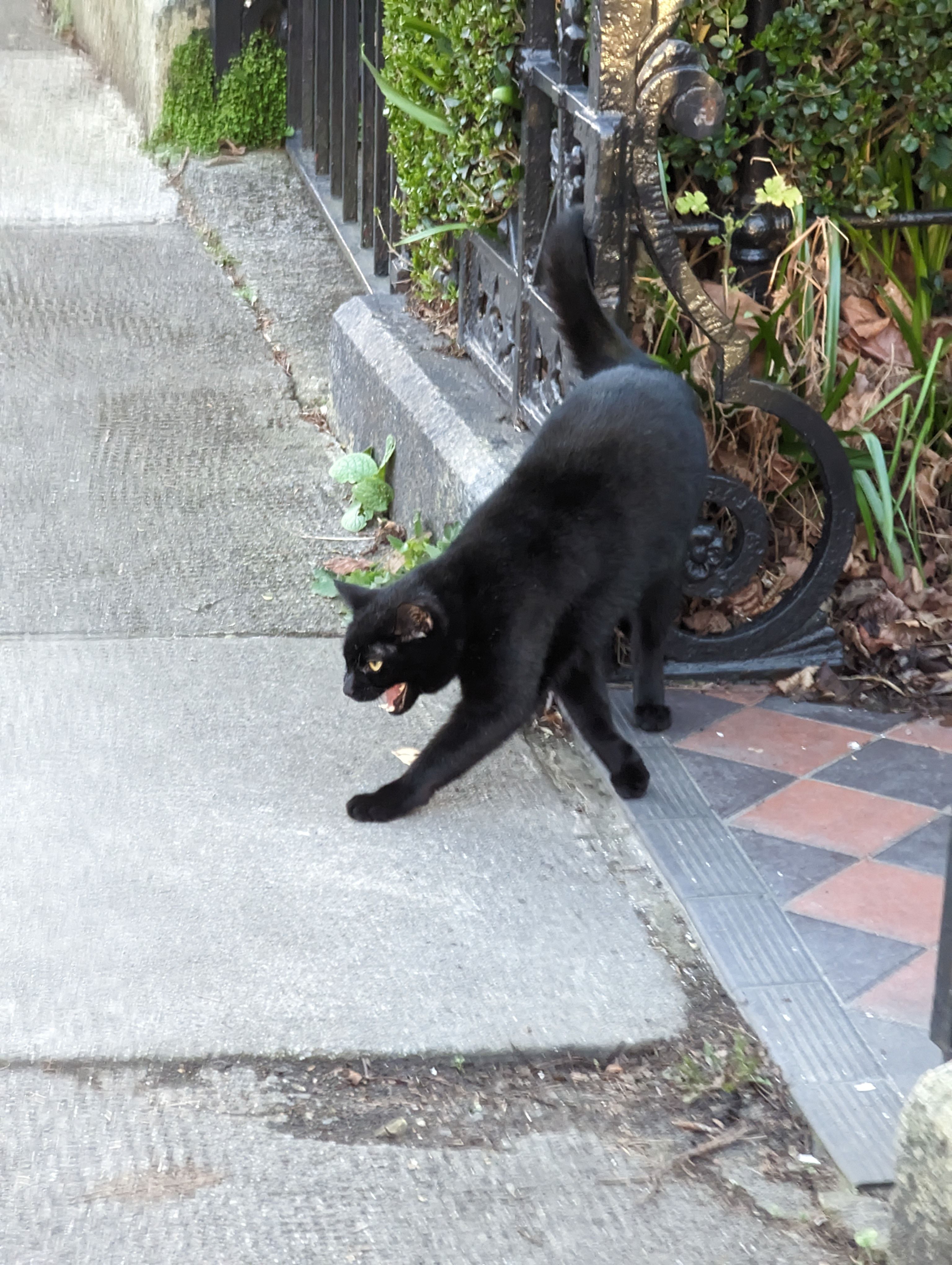 cat