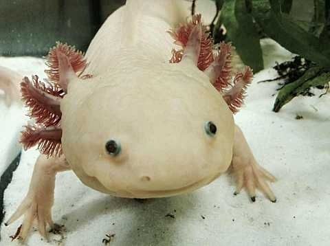 a closeup of a white axolotl in a tank
