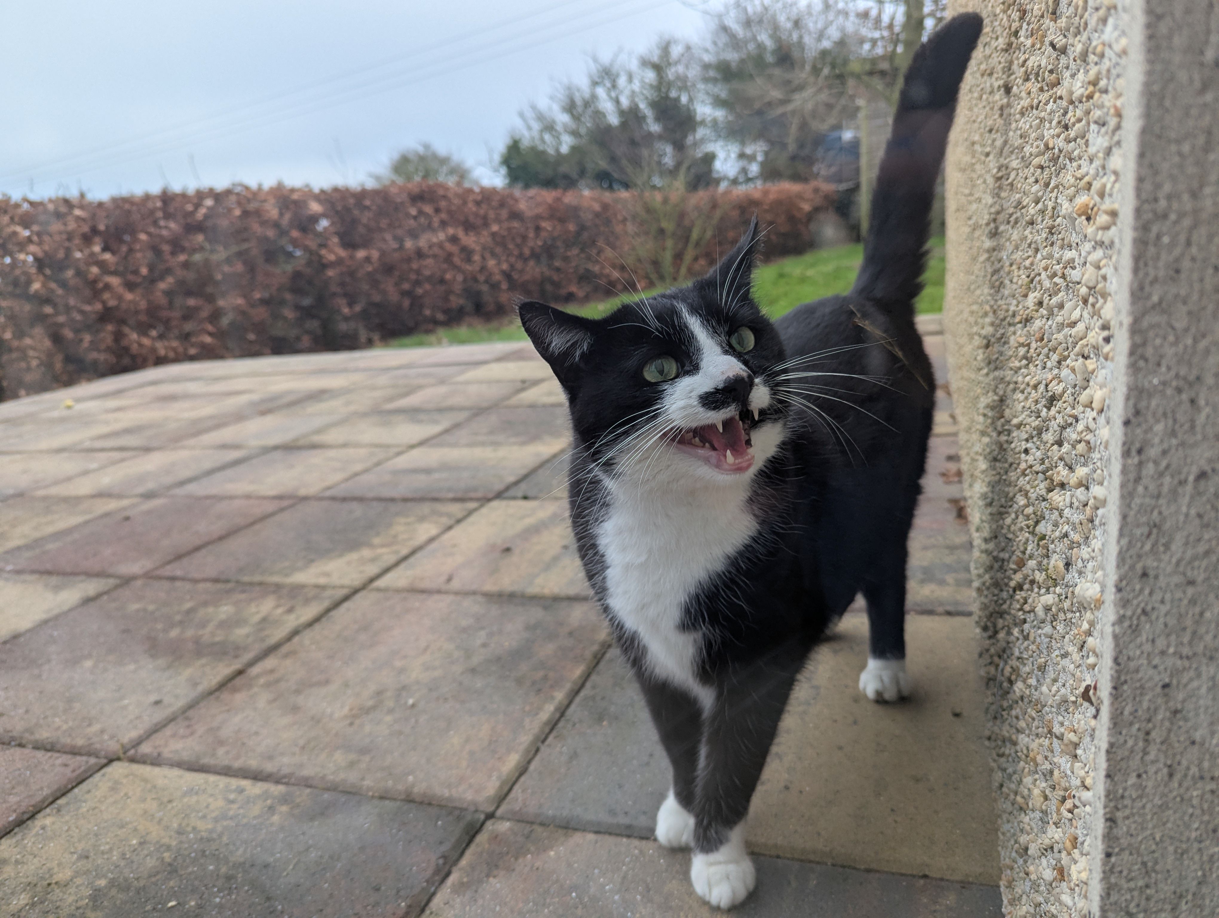 cat